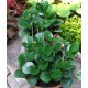 PEPERONIA VERDA