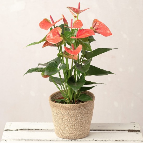 ANTHURIUM