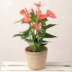 ANTHURIUM