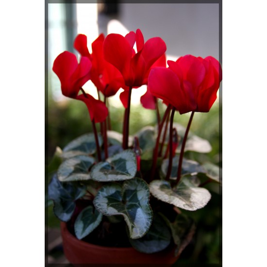 CYCLAMEN