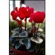 CYCLAMEN