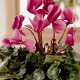 CYCLAMEN