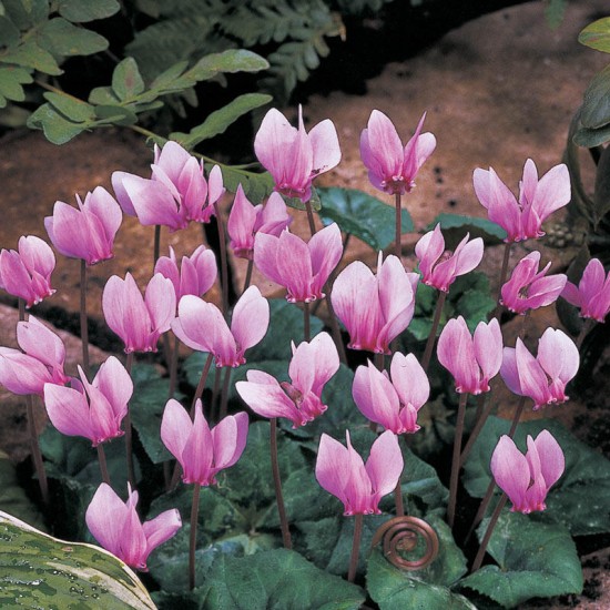 CYCLAMEN