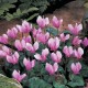 CYCLAMEN