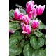 CYCLAMEN