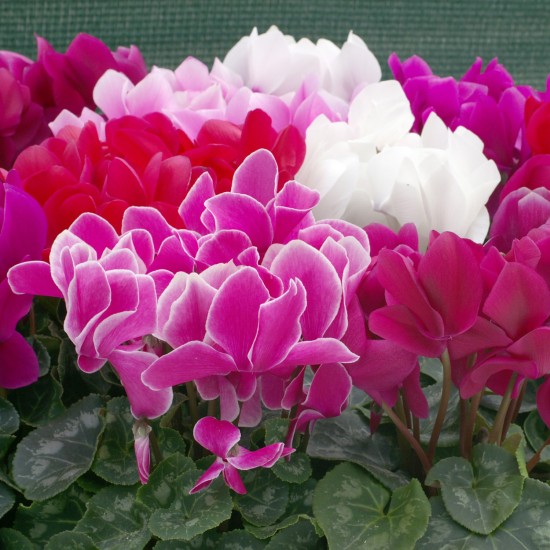 CYCLAMEN