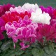 CYCLAMEN