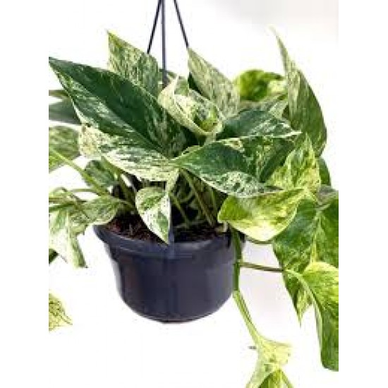 POTHOS PENJAR MARBLE QUEEN M15