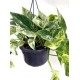 POTHOS PENJAR MARBLE QUEEN M15