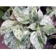 POTHOS PENJAR MARBLE QUEEN M15