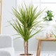 DRACAENA MARGINATA 2 TRONCS M17
