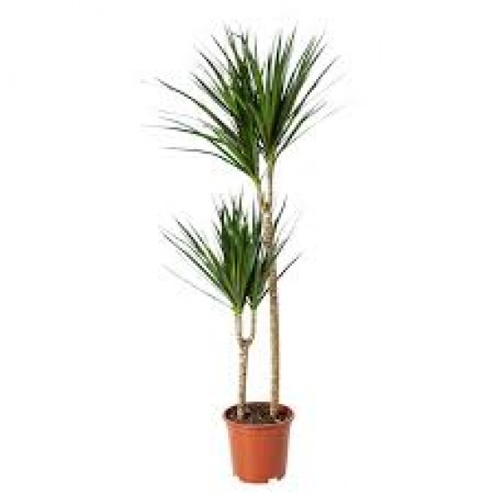 DRACAENA MARGINATA 2 TRONCS M17