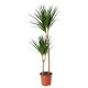 DRACAENA MARGINATA 2 TRONCS M17