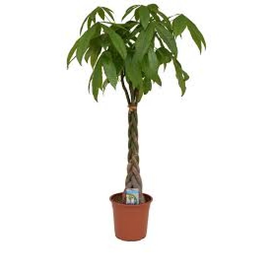 PACHIRA AQUATICA