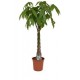 PACHIRA AQUATICA