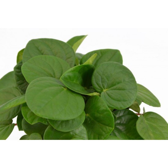 PEPERONIA VERDA