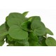 PEPERONIA VERDA