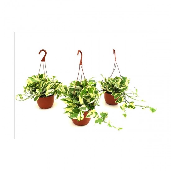 POTHOS PENJAR PEARL AND JADE M15