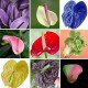 ANTHURIUM