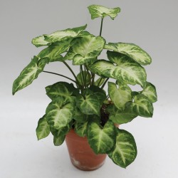 SYNGONIUM T-15