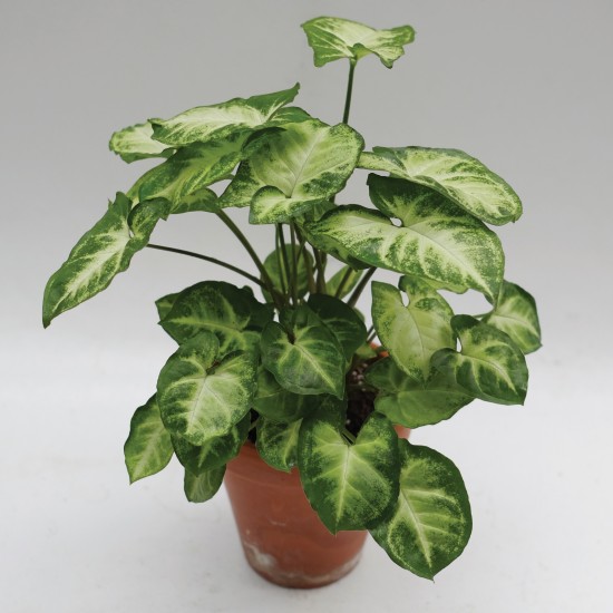 SYNGONIUM T-15