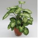 SYNGONIUM T-15
