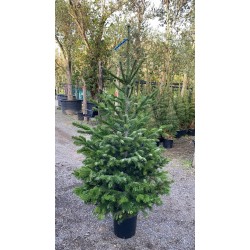 ARBRES DE NADAL AMB CONTENIDOR