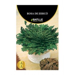 BULBS ROSA JERICO I