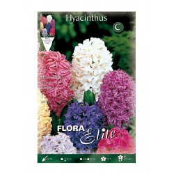 BULBS JACINTS BARREJA DE COLORS