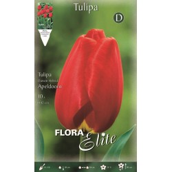 BULBS TULIPES VERMELLES