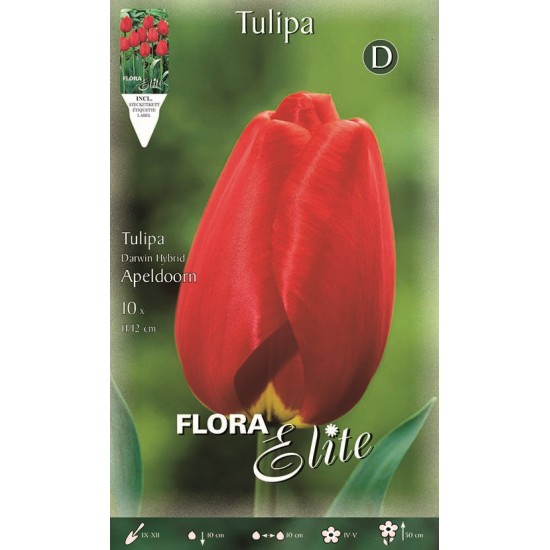 BULBS TULIPES VERMELLES BULBS TULIPES VERMELLES