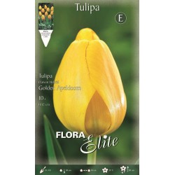 BULBS TULIPES GROGUES OR 