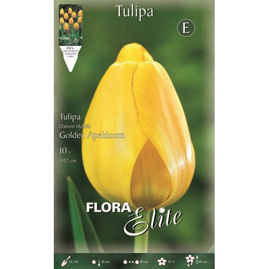 BULBS TULIPES GROGUES OR BULBS TULIPES GROGUES OR