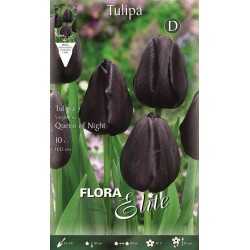 BULBS TULIPES NEGRES