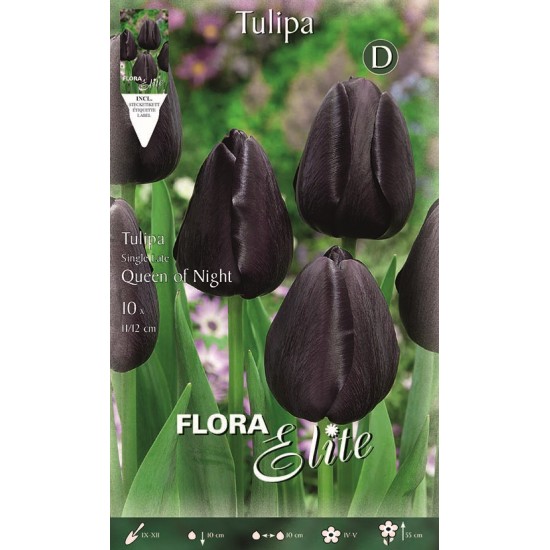 BULBS TULIPES NEGRES BULBS TULIPES NEGRES