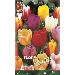 BULBS TULIPES VARIADES