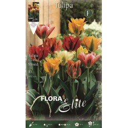 BULBS TULIPES VIRIDIFLORES VARIADES