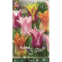 BULBS TULIPES LILY FLOR DE LIS VARIADA