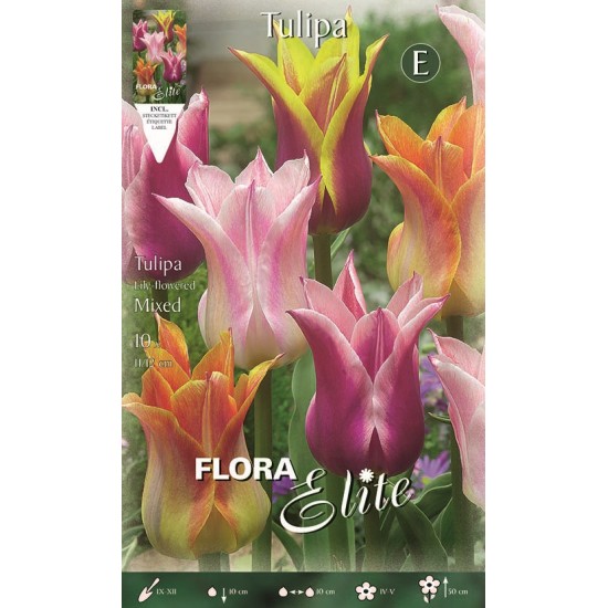 BULBS TULIPES LILY FLOR DE LIS VARIADA BULBS TULIPES LILY FLOR DE LIS VARIADA
