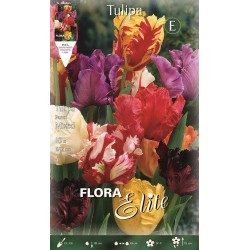 BULBS TULIPES PAPAGAYO VARIADA