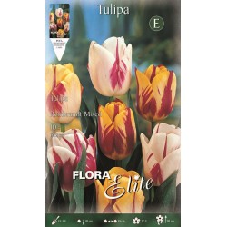 BULBS TULIPES REMBRAND VARIADA