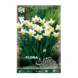 BULBS NARCISOS TROMPETA BLANC PUR