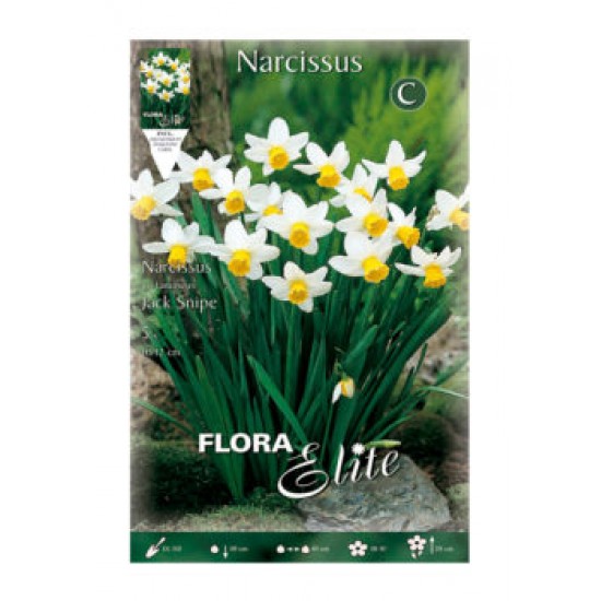 BULBS NARCISOS TROMPETA BLANC PUR BULBS NARCISOS TROMPETA BLANC PUR