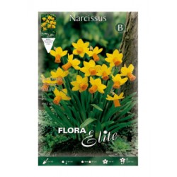 BULBS NARCISOS POETES GORCS-TARONGES
