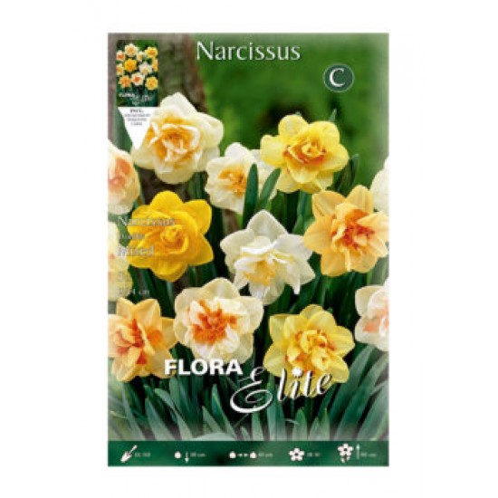 BULBS NARCISOS DOBLE VARIETAT DE COLORS BULBS NARCISOS DOBLE VARIETAT DE COLORS