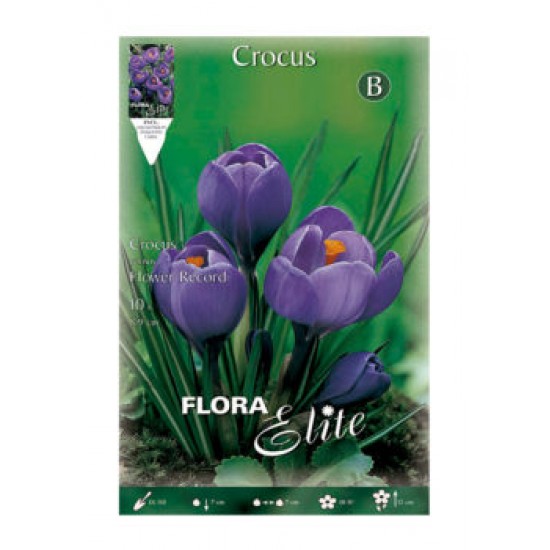 BULBS CROCUS PURPURA BULBS CROCUS PURPURA
