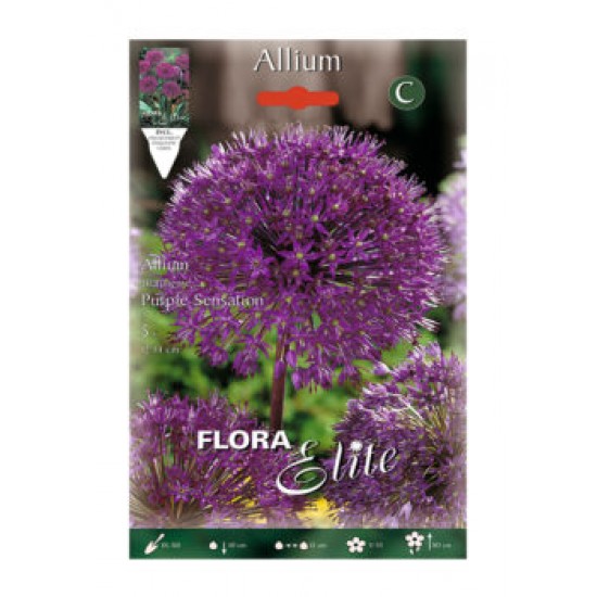 BULBS ALLIUM CHRISPOPII MORAT BULBS ALLIUM CHRISPOPII MORAT
