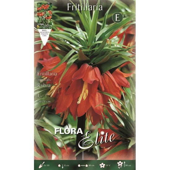 BULBS FRITILLARIA IMPERIALIS GEGANT VERMELL BULBS FRITILLARIA IMPERIALIS GEGANT VERMELL