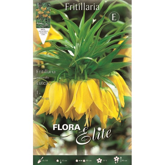 BULBS FRITILLARIA IMPERIALIS GEGANT GROC