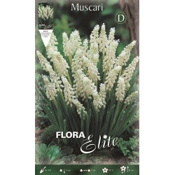 BULBS MUSCARIS BLANCS